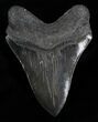 Inch Black Megalodon Shark Tooth #4319-2